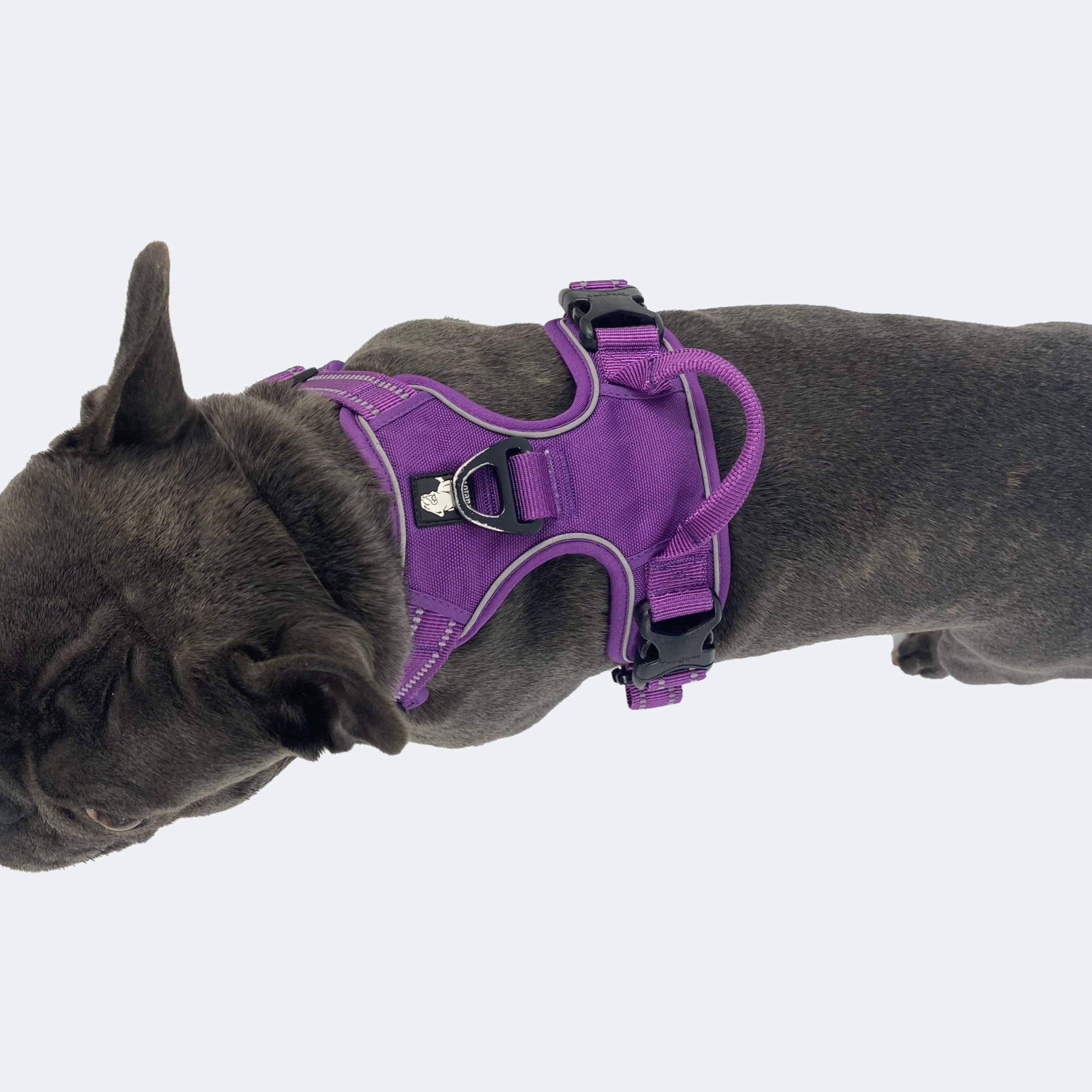 All Weather Reflective Nylon French Bulldog Harness - Model wearing Purple
