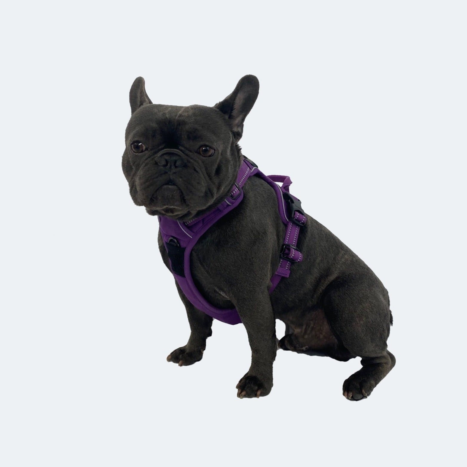 All Weather Reflective Nylon French Bulldog Harness - Model wearing Purple
