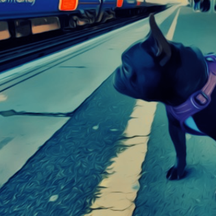 All Weather Reflective Nylon French Bulldog Harness - Model wearing Purple