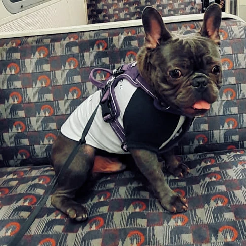 All Weather Reflective Nylon French Bulldog Harness - Model wearing Purple