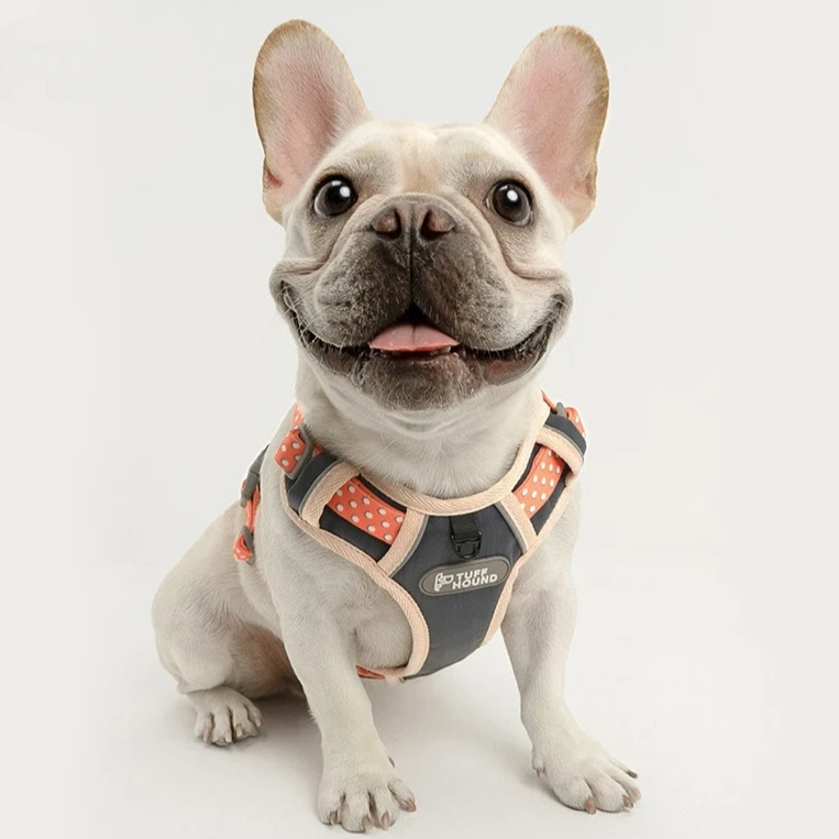 French Bulldog Nylon Harness - Model wearing Pink Colour