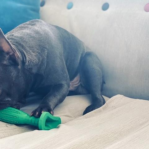 Dog teeth cleaning stick, Loui the dog in background