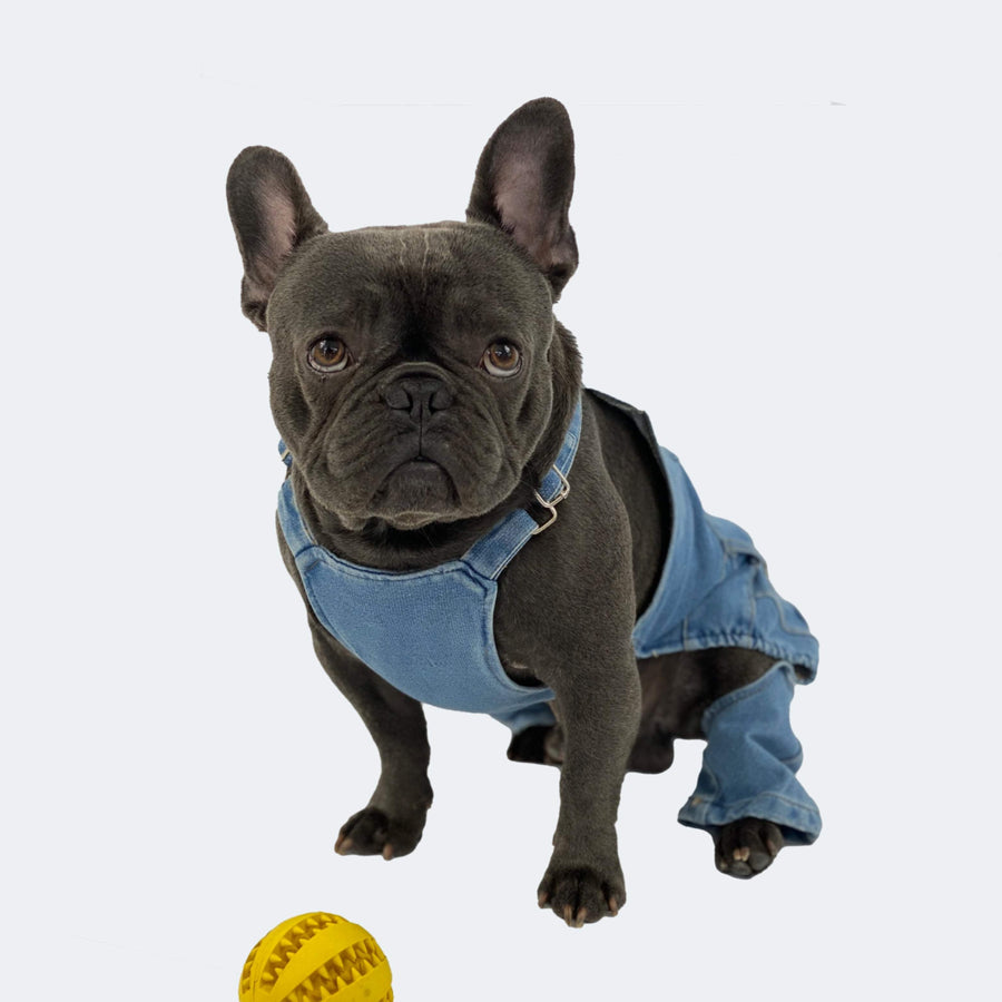 Loui the French Bulldog wearing Aubenord denim dungarees