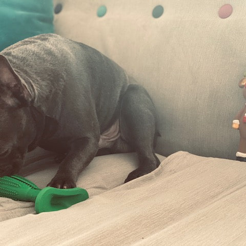 Puppy teeth cleaning stick, Loui the dog in background
