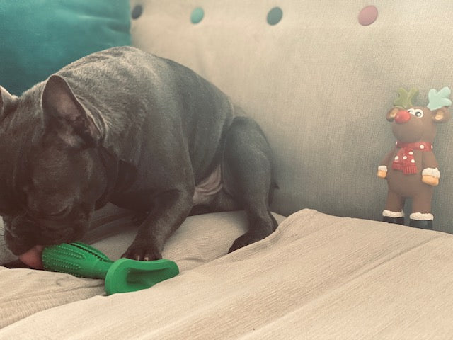 Puppy teeth cleaning stick, Loui the dog in background