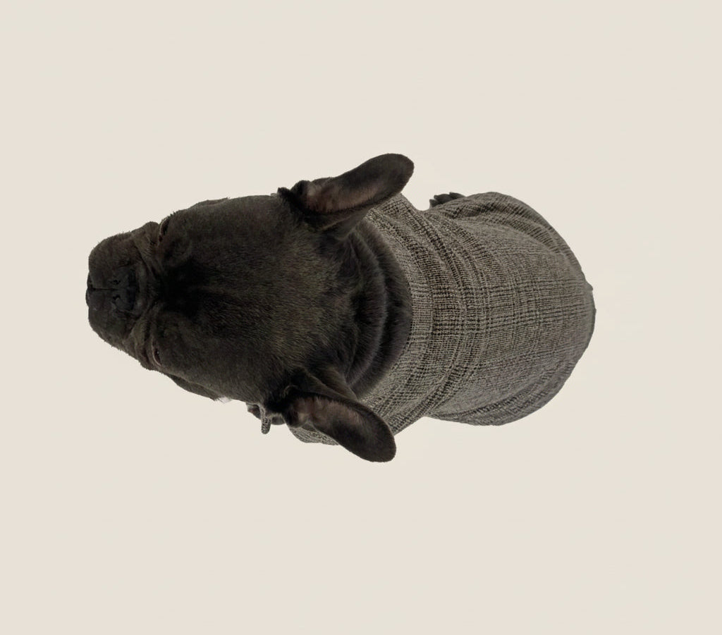 French Bulldog formal occasion jacket, alternate view