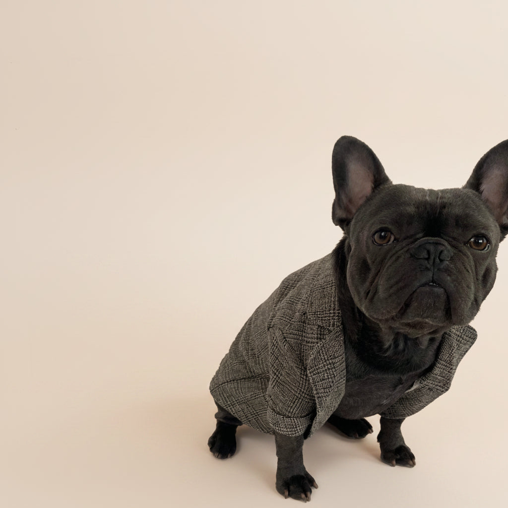 French Bulldog formal jacket fit and styling view