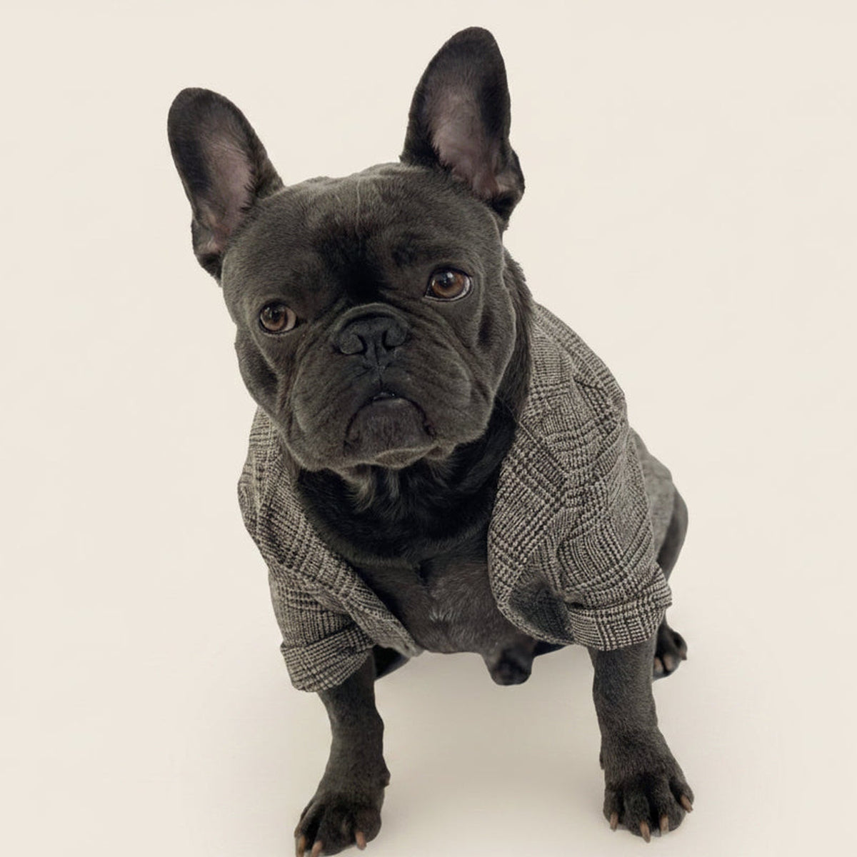 French Bulldog wearing the Aubenord Heritage formal jacket