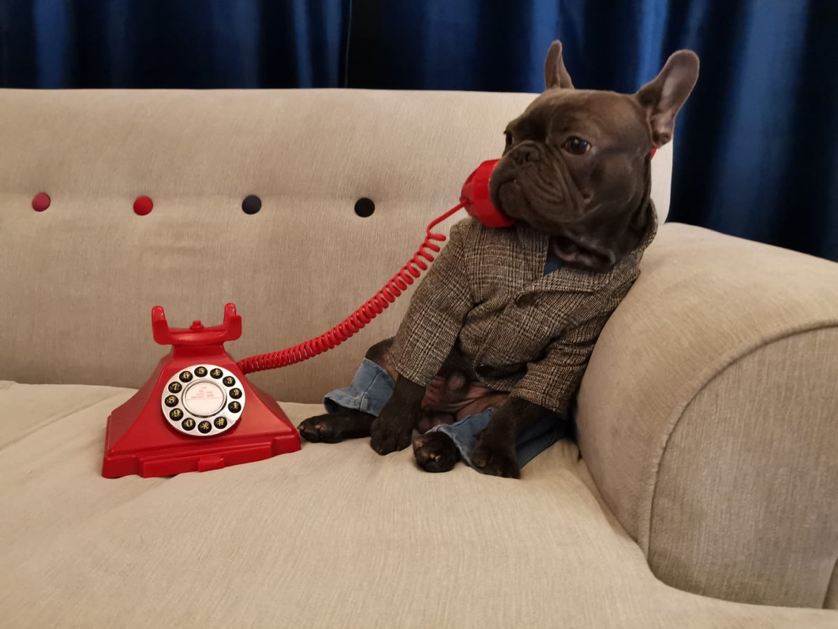 Formal jacket designed for French Bulldogs and similar small dogs