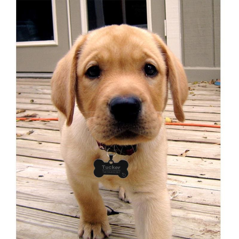 Little Chester Dog And Cat Engraved Id Tag - Dog Collar