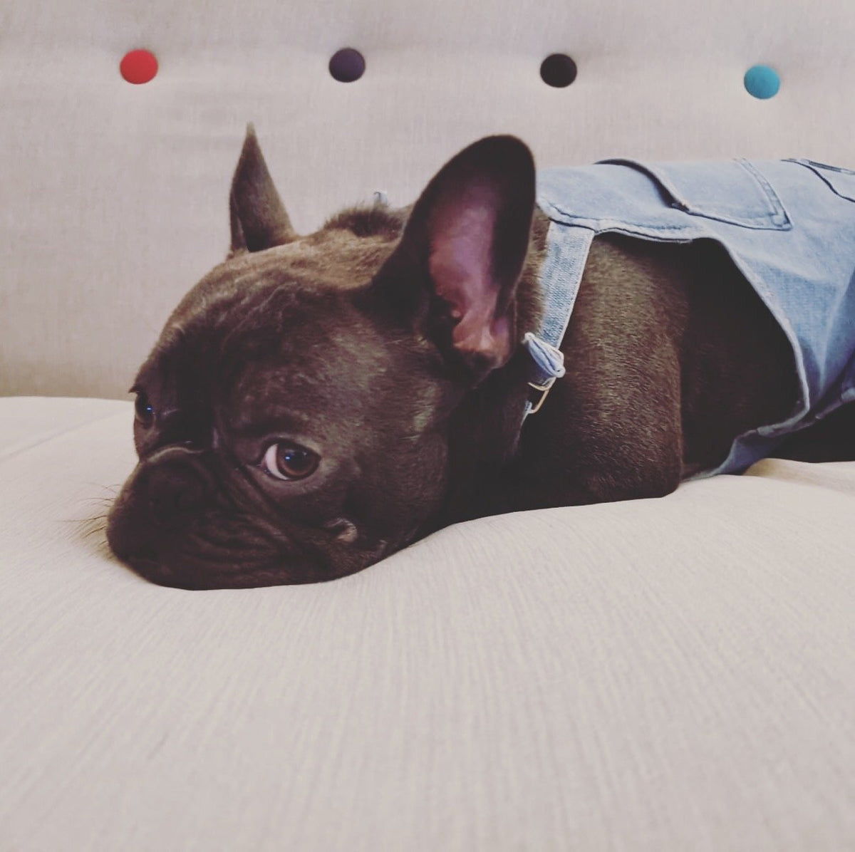 Loui relaxing on a sofa in Aubenord denim dungarees