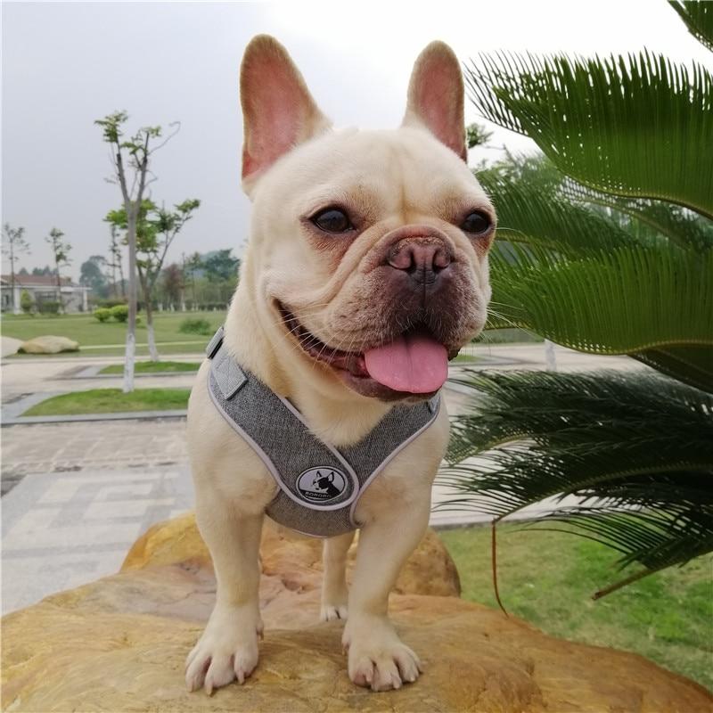 Grey French Bulldog No pull Harness front view - model wearing size M
