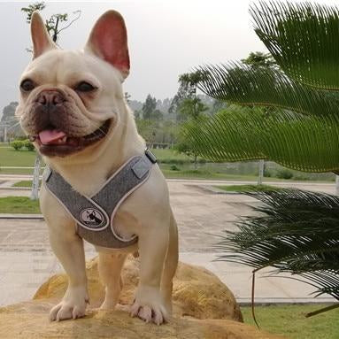 Grey French Bulldog No pull Harness - Lifestyle View