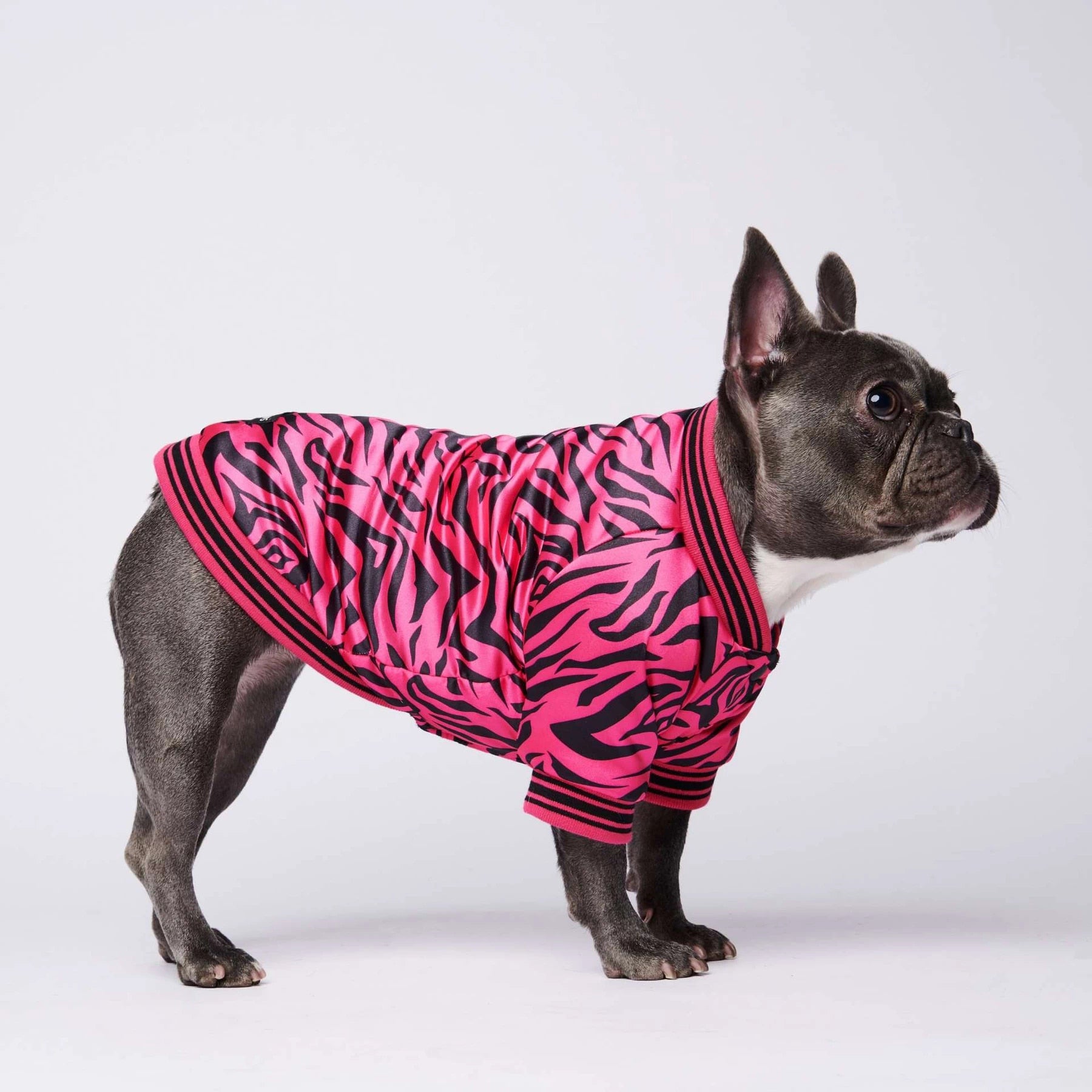 Zebra Print French Bulldog Jacket, Zebra Print French Bulldog Cardigan