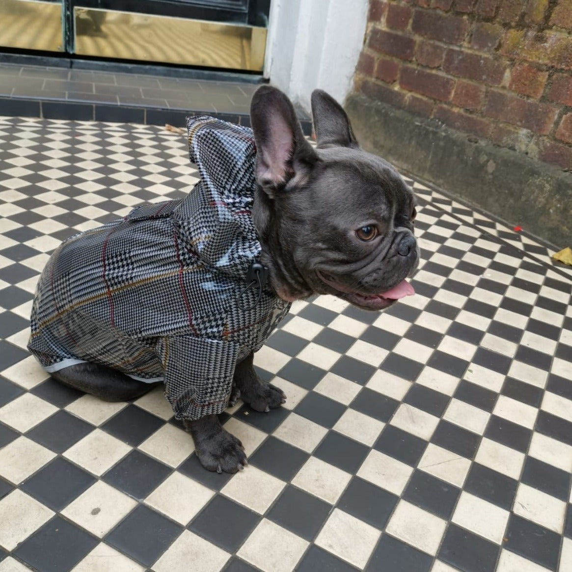 Tartan French Bulldog raincoat showing harness-friendly fit