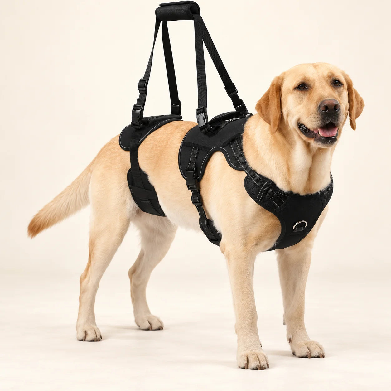 Yellow Labrador standing in the black ZOOMA full-body lifting harness with front and rear support
