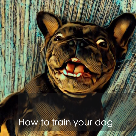 French Bulldog dog training guide from Aubenord