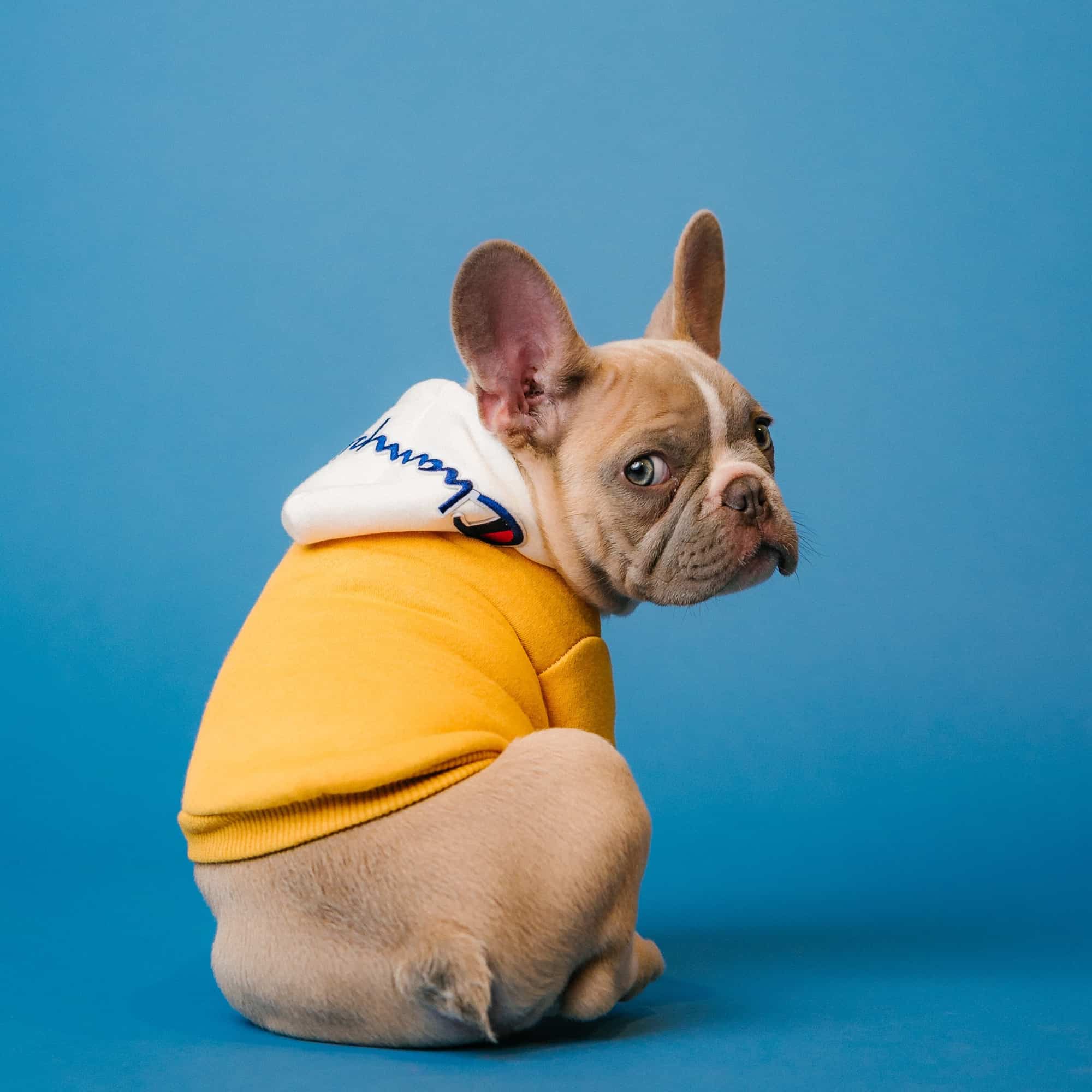 Aubenord guide to cleaning dog urine from carpet