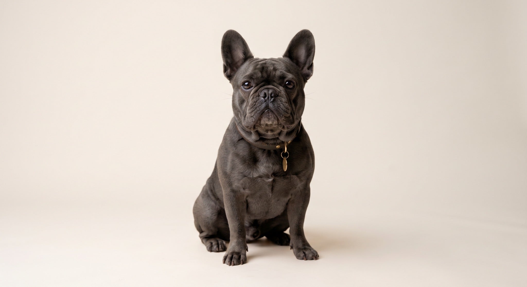 Grey French Bulldog sitting against a light beige background