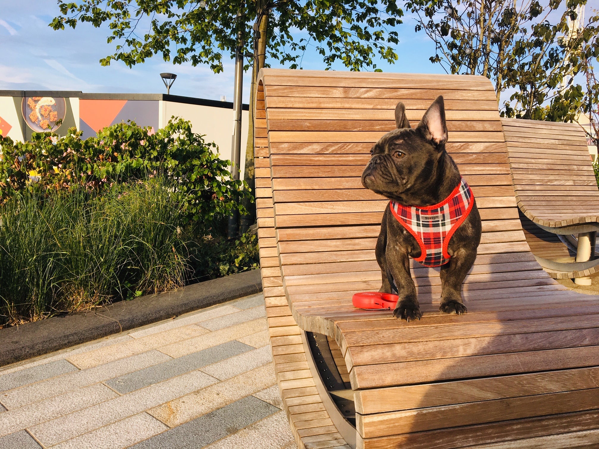 Loui the French Bulldog, whose everyday care products are featured in Aubenord’s Loui’s Cupboard collection