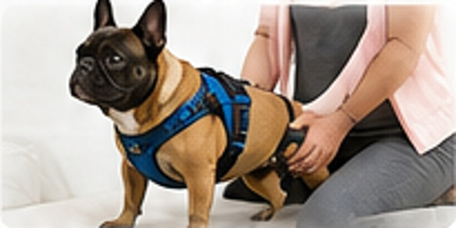 Support harness helping a dog with controlled assisted movement