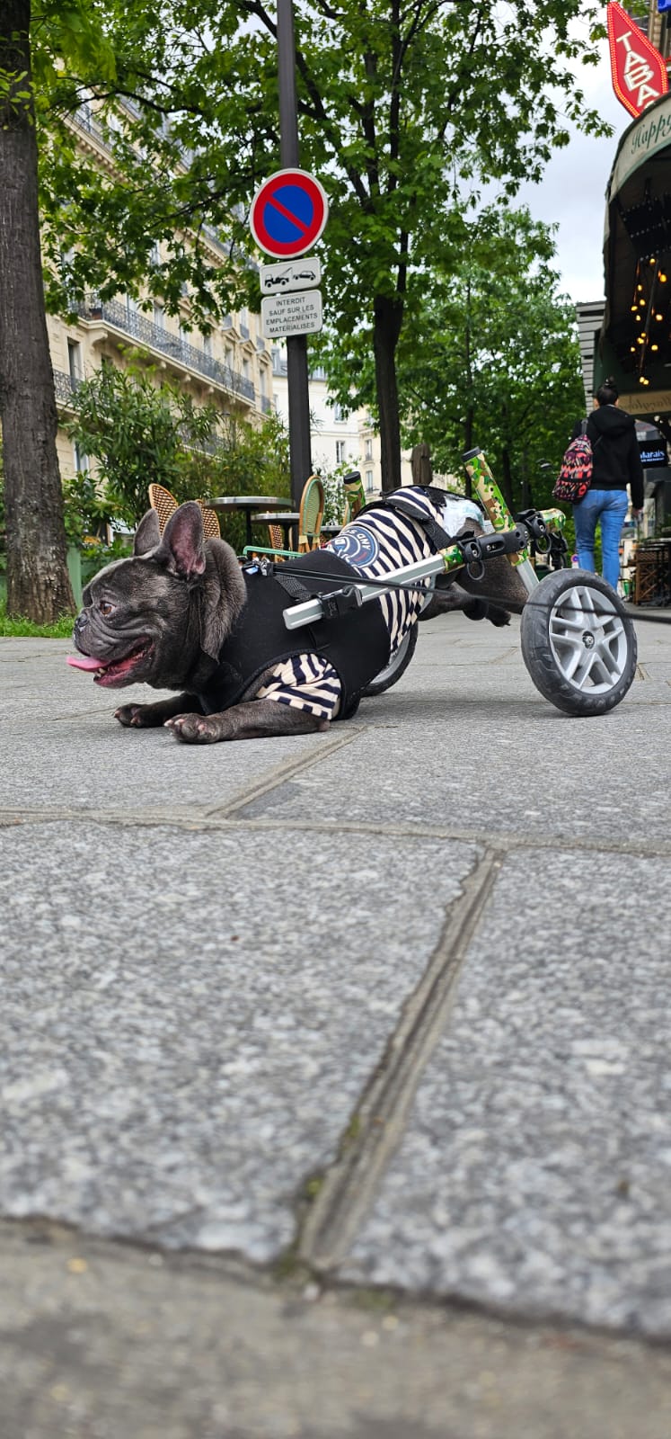 Loui the French Bulldog in his Walkin’ Wheels mobility wheelchair