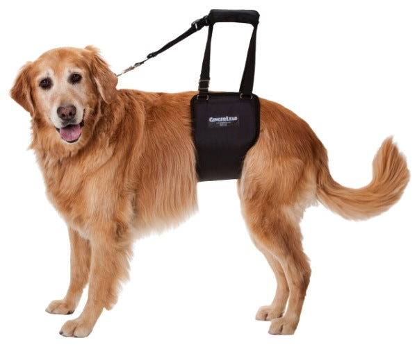 GingerLead padded dog support sling for rear mobility assistance
