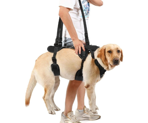 Dog wearing ZOOMA full-body lifting harness for assisted movement