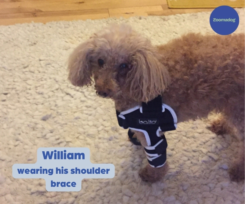 Dog wearing Balto Lux shoulder brace