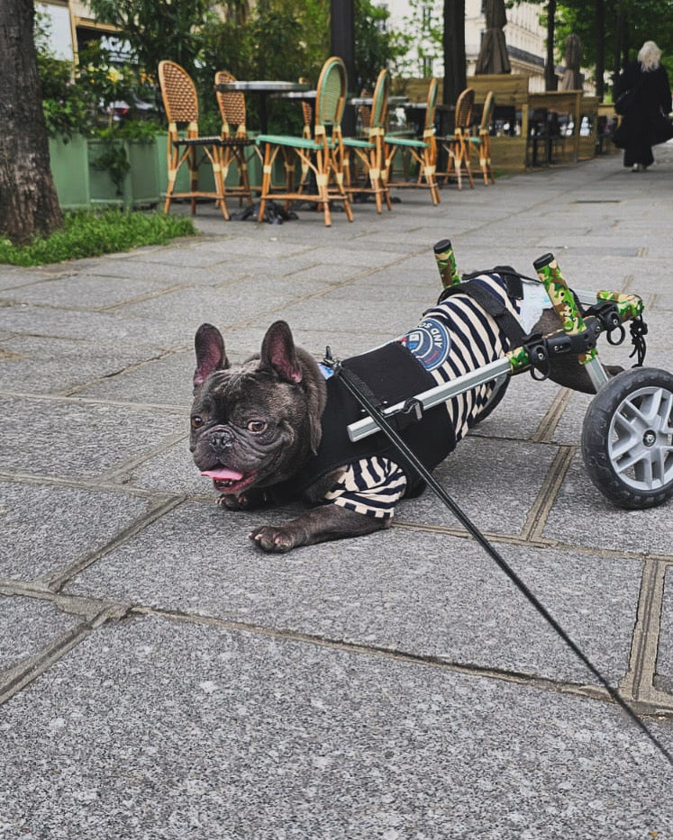 French Bulldog using a rear-support wheelchair outdoors at golden hour, representing Aubenord UK IVDD mobility recommendations.