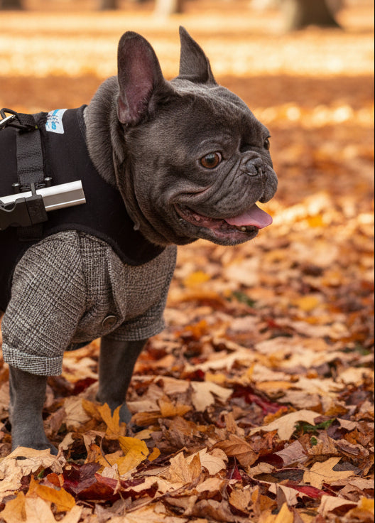 A small black French bulldog wearing a black harness and gray plaid pants, standing on a leafy park pavement.