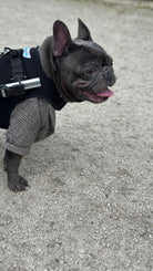 Loui the French Bulldog wearing the Walkin’ Wheels Small Front Vest with his rear wheelchair
