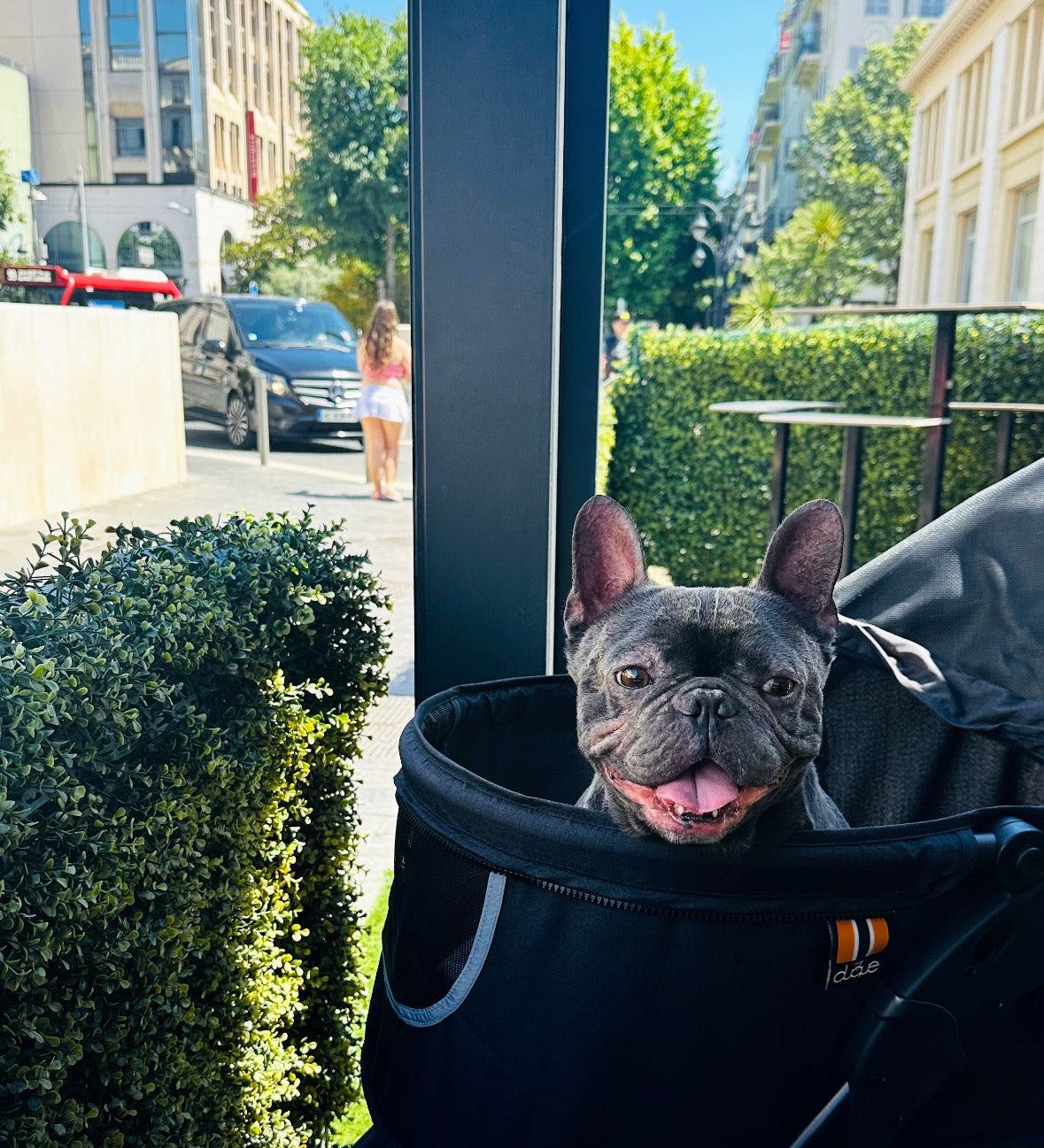 A gray French Bulldog sits happily inside a black pet stroller with a built-in cup holder, set on an outdoor patio with a sunny city street in Nice in the background.