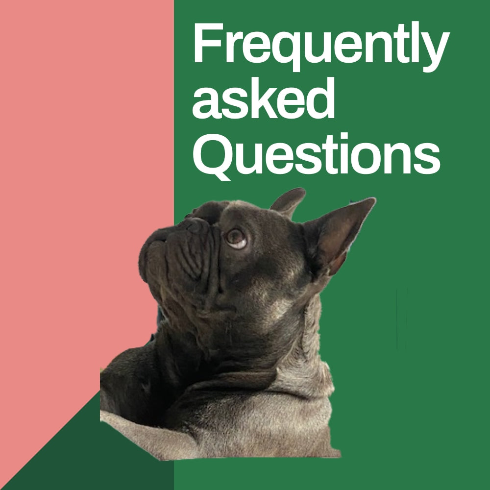 Aubenord FAQ page, image showing a french bulldog looking upwards towards a text saying frequently asked questions