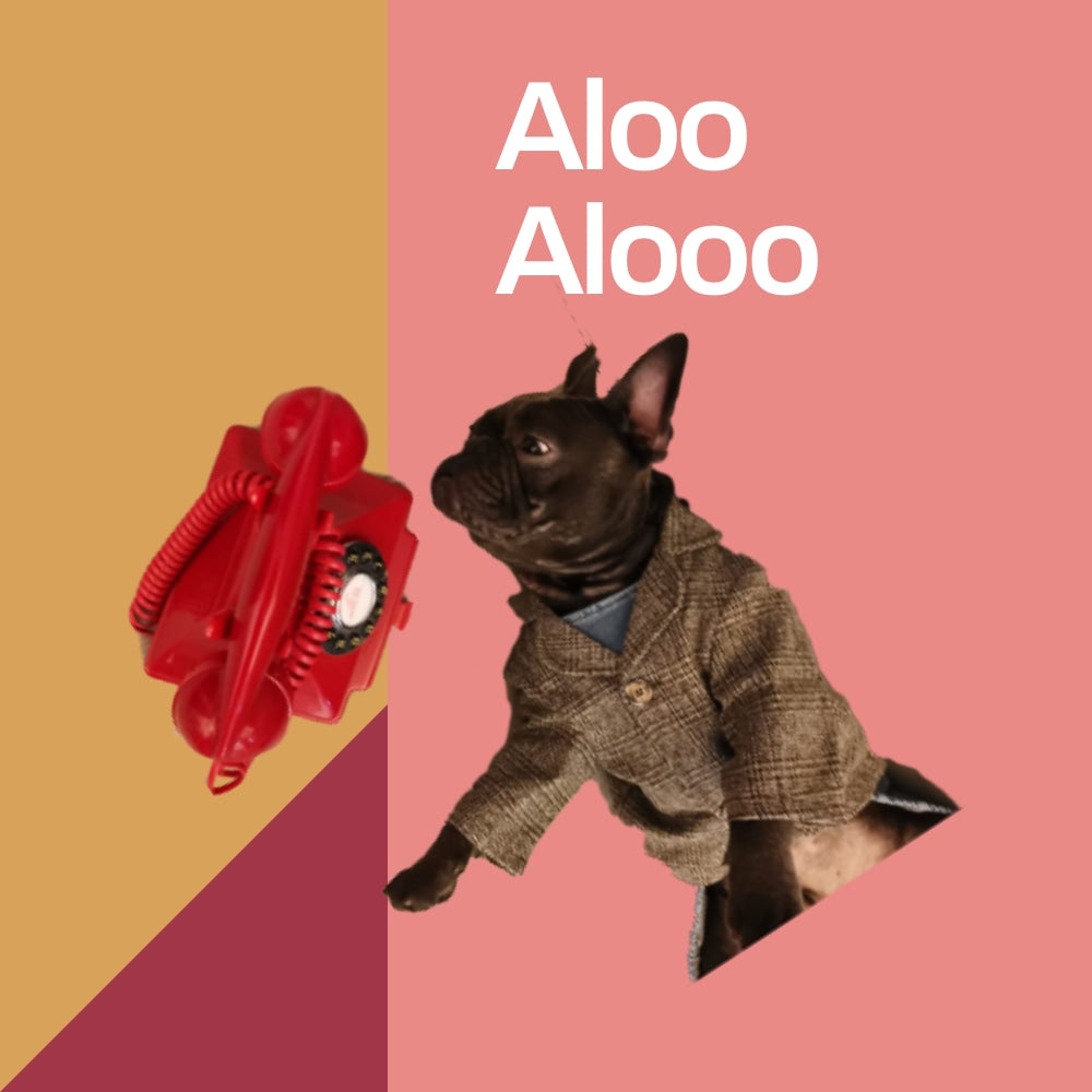 Aubenord Contact us, The image shows a cute picture of a french bulldog all dressed up in his jacket sitting next to a red colour phone to ring