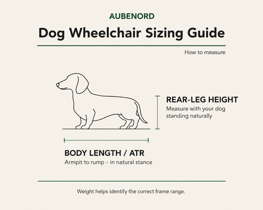 Aubenord dog wheelchair sizing guide showing rear leg height and body length measurements