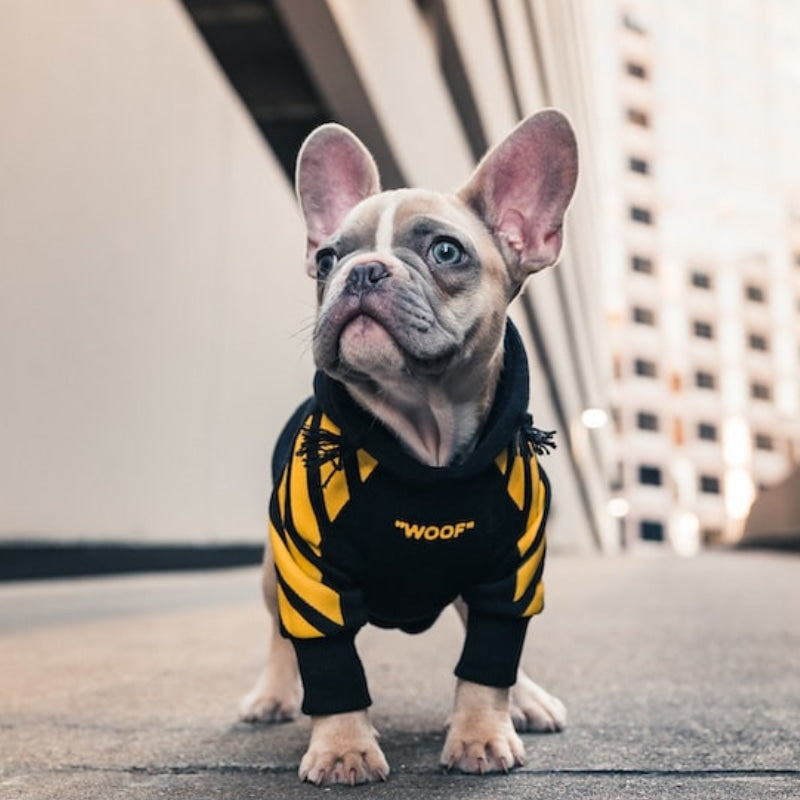 Sign up to our email newsletter! image shows a French bulldog puppy wearing a very cute hoodie with a text showing "Woof"