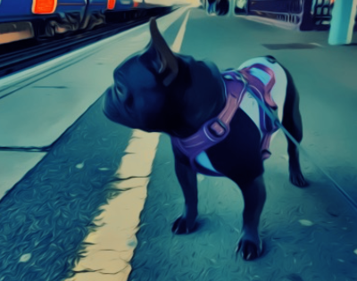 Small Frenchbulldog wearing a purple harness