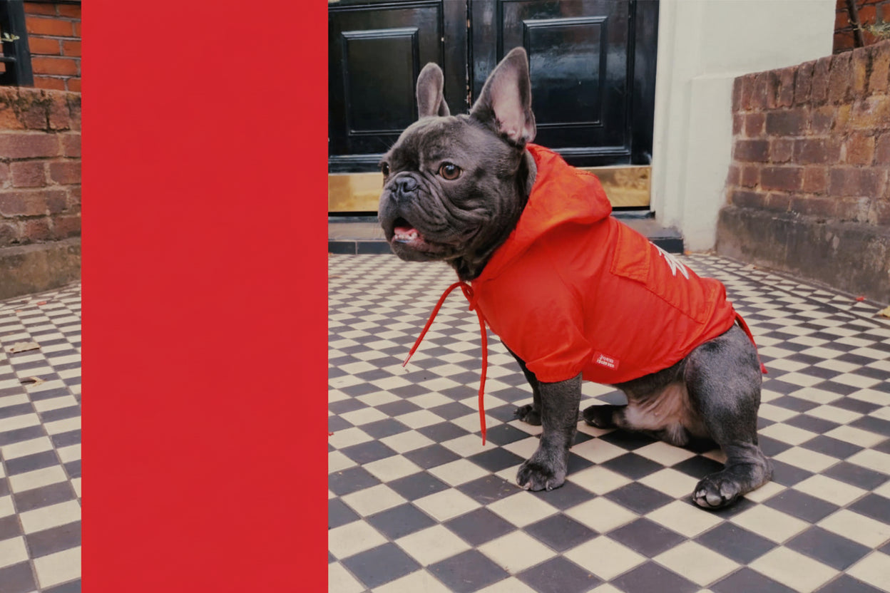 French Bulldog Louie wearing a red raincoat, representing hope and support for dogs affected by IVDD.