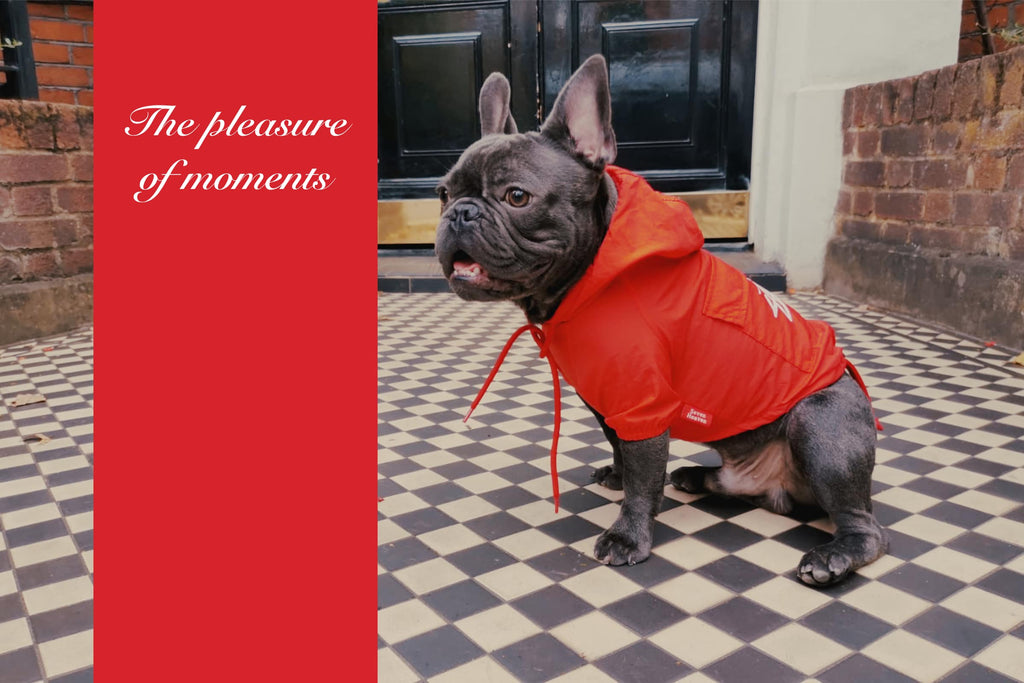 Image shows a French bulldog with a red colour rain coat. There is a text on the image saying Pleasure of Moments. 