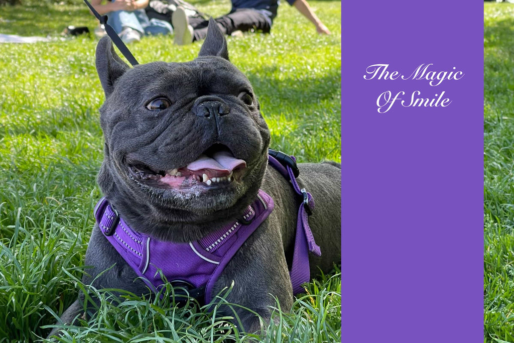 Freshbulldog Harness, Image shows a smily french bulldog sitting on grass with his purple harness