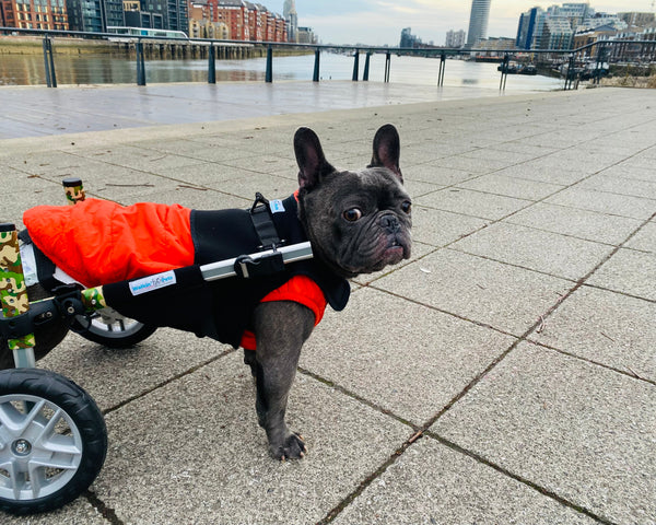 Loui the French Bulldog using his Walkin’ Wheels wheelchair after IVDD