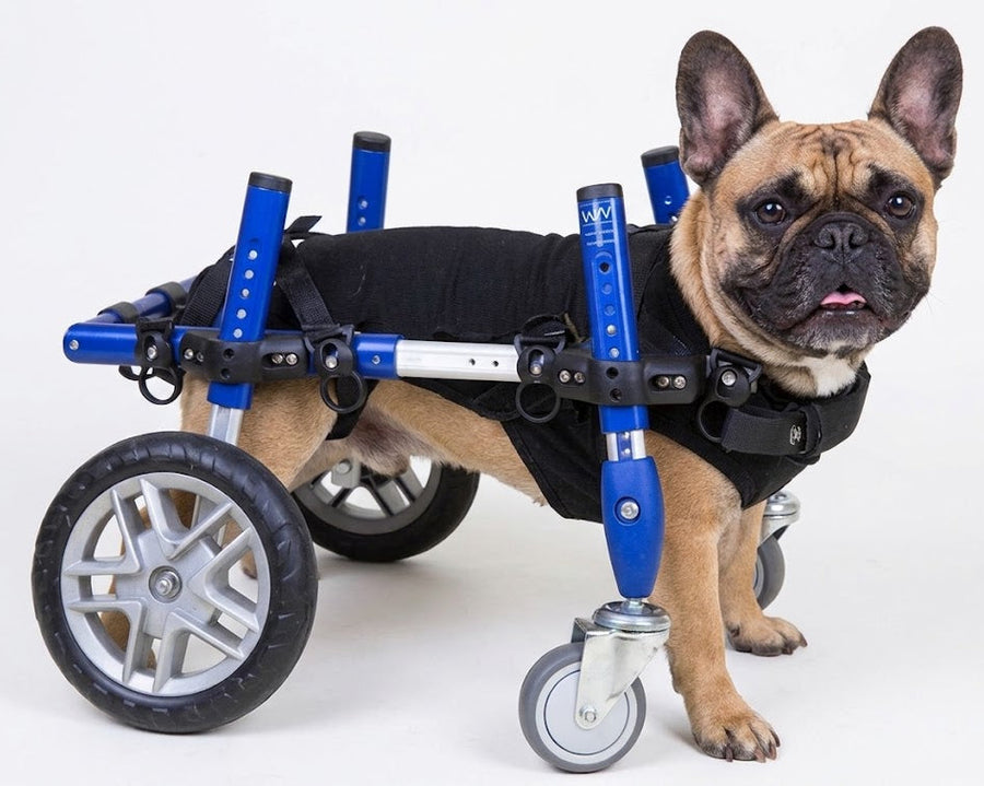 Dog using a Walkin’ Wheels quad wheelchair with front and rear wheel support