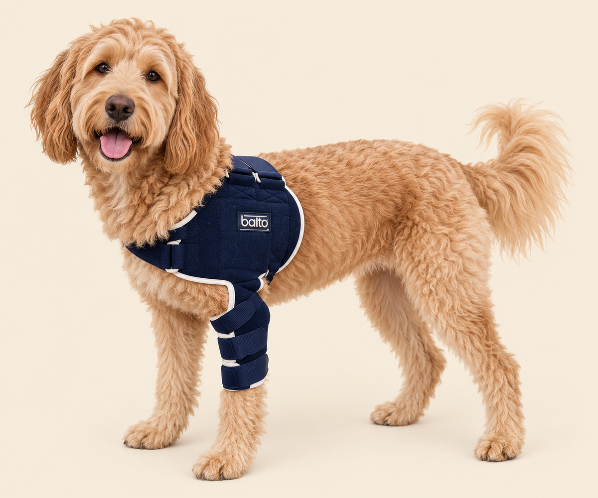 Balto Lux Shoulder Brace | Specialist Support for Dogs