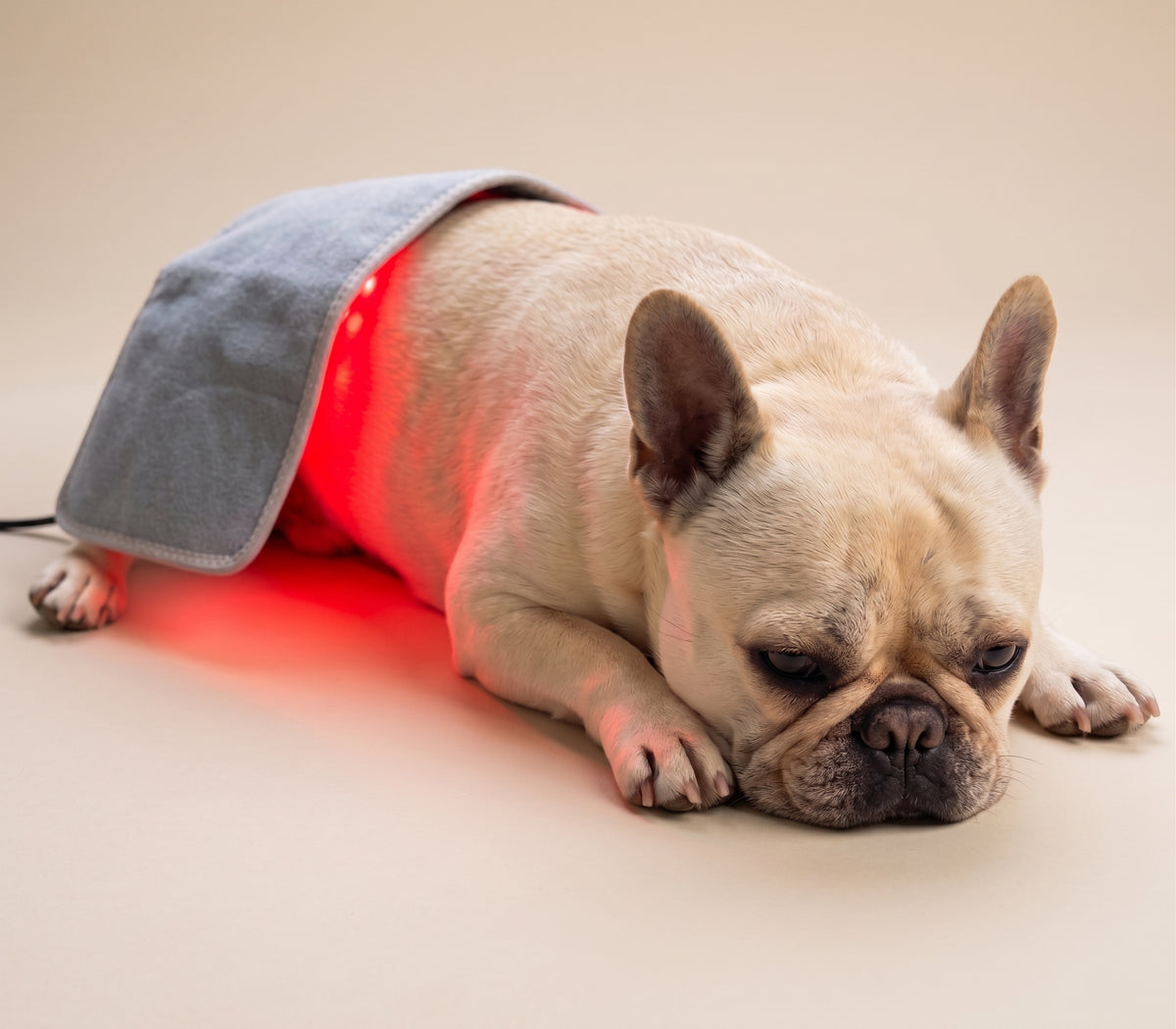 ChillyPup Targeted Red Light Therapy Pad for Dogs