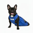 Walkin' Drag Bag official product image, dog body inside a blue pouch to protect it from rubbing on the floor