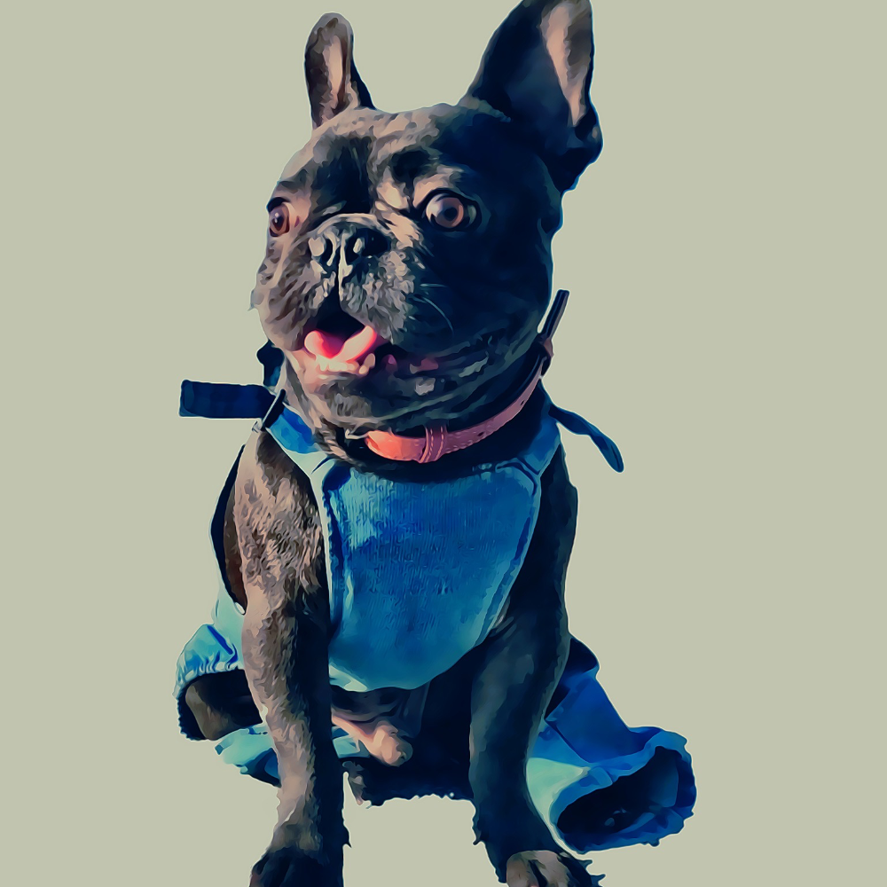Every moment is a gift, shop our personalised items. Picture shows a french bulldog in jeans.
