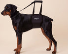 Dog wearing a GingerLead rear support sling on a beige studio background