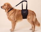 Dog wearing a GingerLead rear mobility support sling on a beige studio background