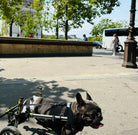 French Bulldog using a mobility wheelchair during an outdoor city walk